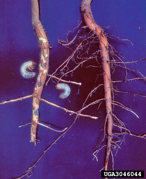 White grubs next to two tree roots.